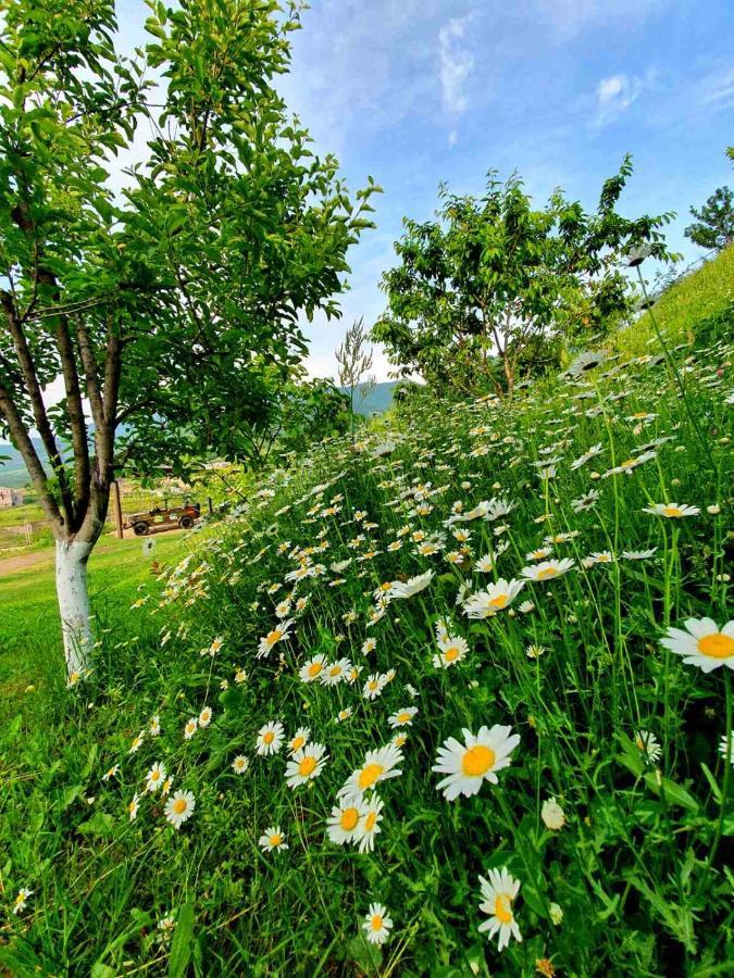Guest House Ijevan'S Garden 外观 照片