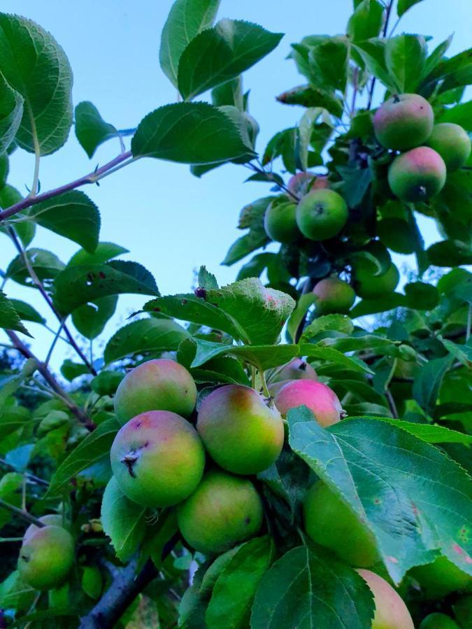 Guest House Ijevan'S Garden 外观 照片