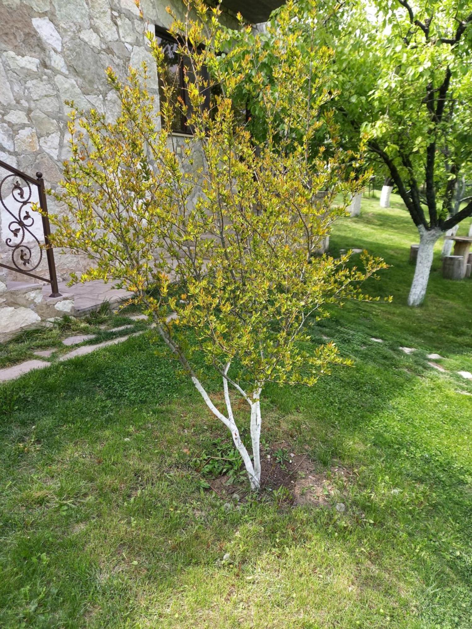 Guest House Ijevan'S Garden 外观 照片