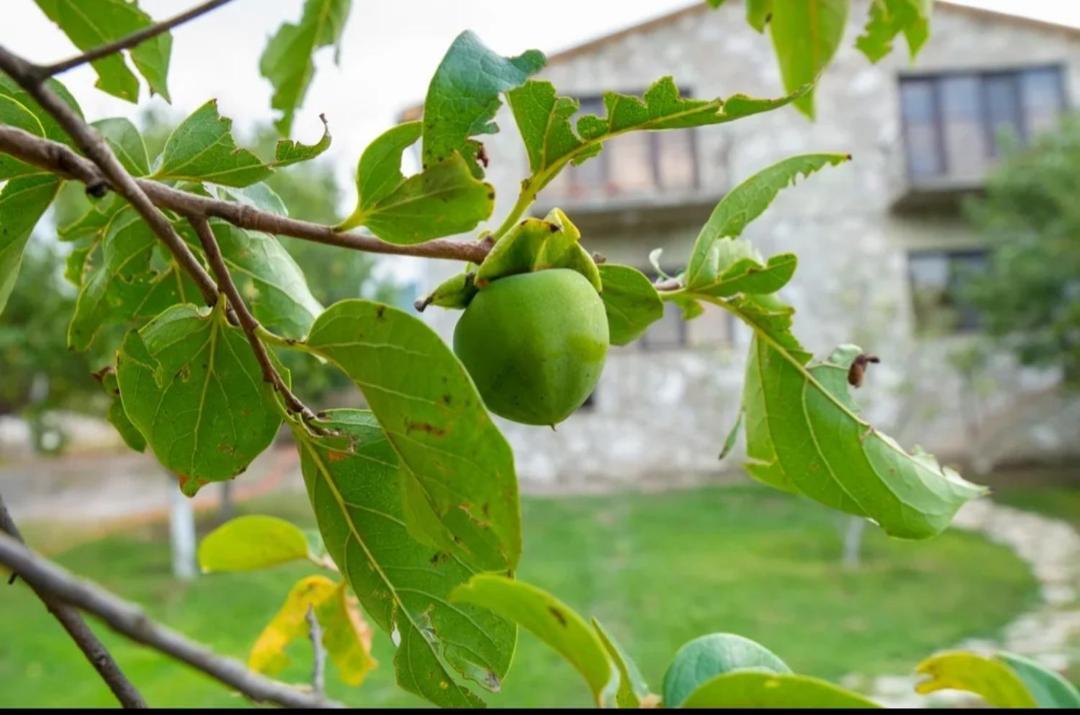 Guest House Ijevan'S Garden 外观 照片